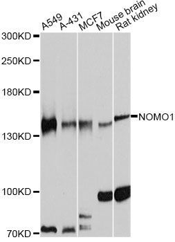 Western blot - NOMO1 Polyclonal Antibody (144-10510)