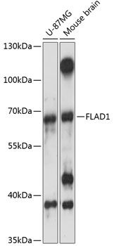 Western blot