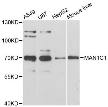 Western blot - MAN1C1 antibody (144-12837)