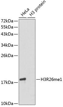 Western blot