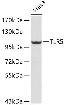 Western blot