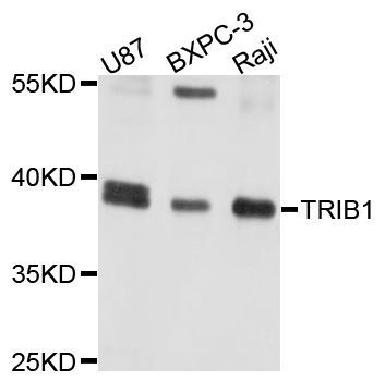 Western blot - TRIB1 Polyclonal Antibody (144-010134)