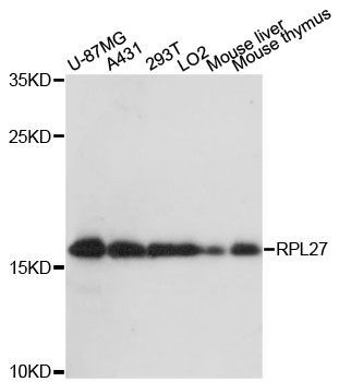 Western blot - RPL27 antibody (144-60157)
