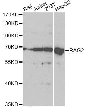Western blot - RAG2 Polyclonal Antibody (144-05626)