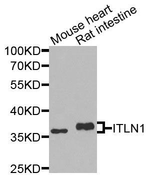 Western blot - ITLN1 antibody (144-07234)