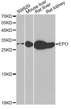 Western blot - EPO antibody (144-05663)