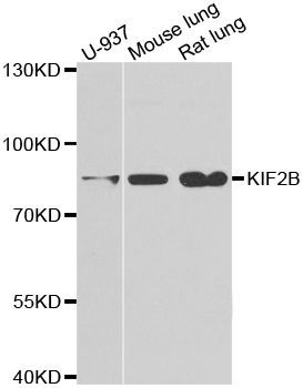 Western blot - KIF2B antibody (144-06480)