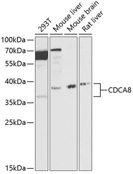 Western blot