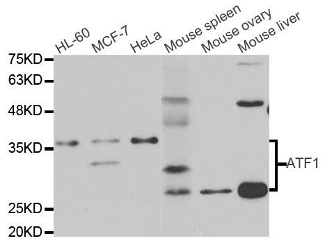 Western blot - ATF1 antibody (144-05791)