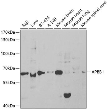 Western blot