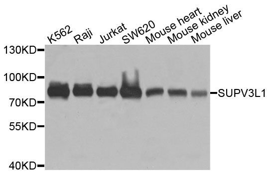 Western blot - SUPV3L1 Polyclonal Antibody (144-09951)