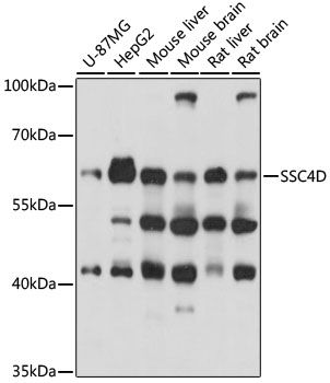 Western blot
