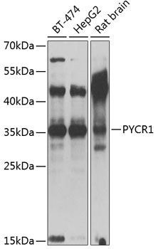 Western blot