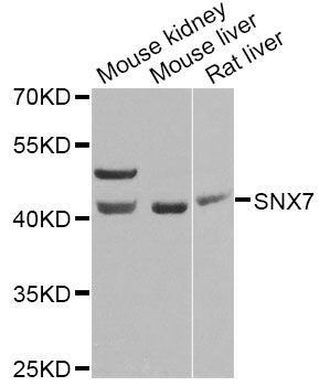 Western blot - SNX7 Antibody (144-07805)