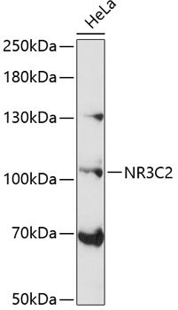 Western blot