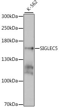 Western blot