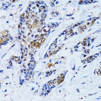 Immunohistochemistry - IMPA1 antibody (144-06381)