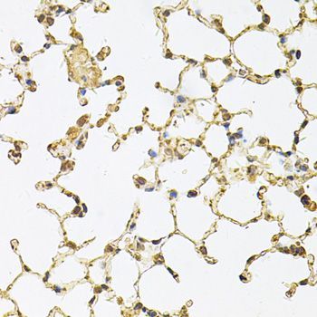 Immunohistochemistry - PSMA5 Antibody (144-60567)