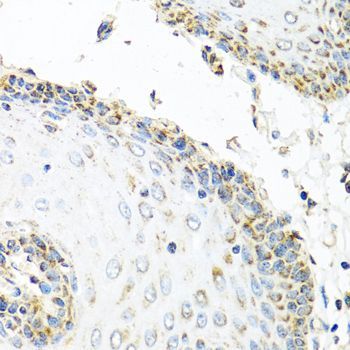 Immunohistochemistry - GNRH2 antibody (144-08424)