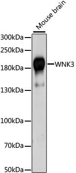 Western blot