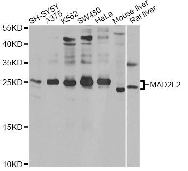 Western blot - MAD2L2 antibody (144-012559)