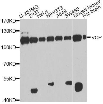 Western blot - VCP Polyclonal Antibody (144-60308)