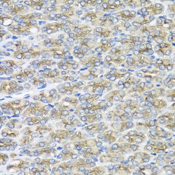 Immunohistochemistry - STXBP2 antibody (144-07735)