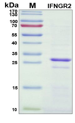 SDS-PAGE