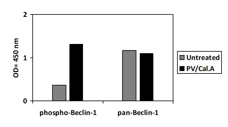 Beclin-1 (S234) €“ ELISA Kit