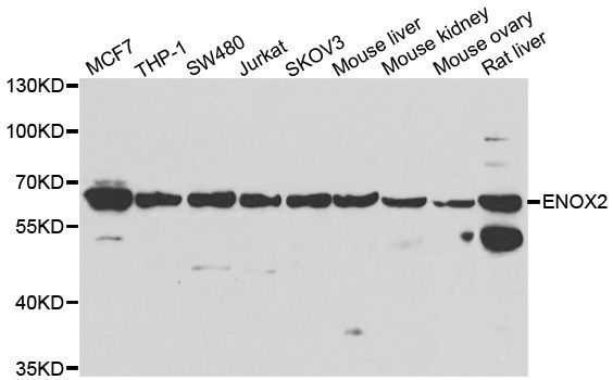 Western blot - ENOX2 Polyclonal Antibody (144-07063)
