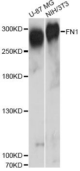 Western blot - FN1 antibody (144-12932)