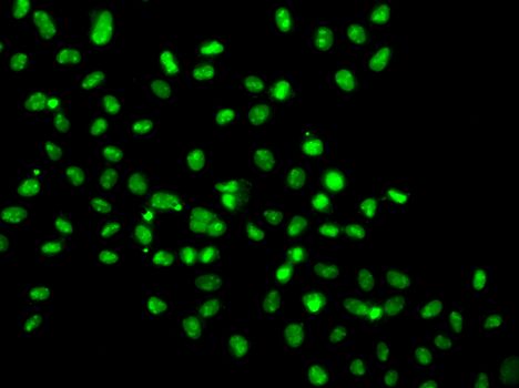 Immunofluorescence - HMG20A Polyclonal Antibody (144-07286)