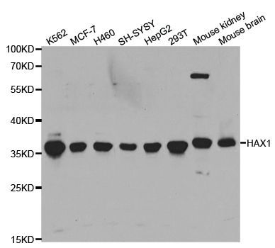 Western blot - HAX1 Polyclonal Antibody (144-05551)
