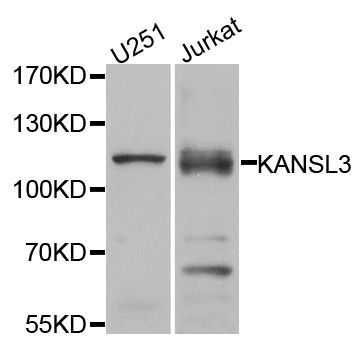 Western blot - KANSL3 antibody (144-08234)