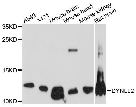 Western blot - DYNLL2 antibody (144-60509)