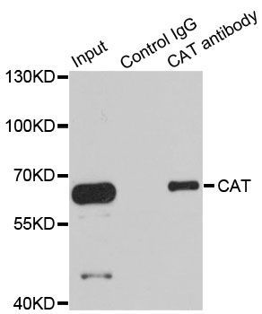 Western blot - CAT Polyclonal Antibody (144-011780)