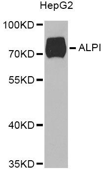 Western blot - ALPI Antibody (144-06226)