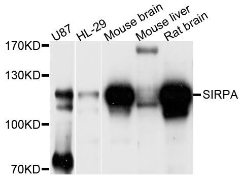 Western blot - SIRPA Polyclonal Antibody (144-09001)