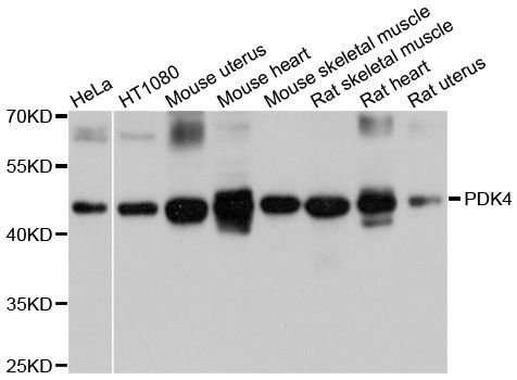 Western blot - PDK4 antibody (144-60289)