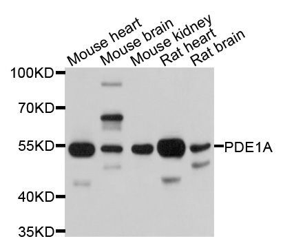Western blot - PDE1A Polyclonal Antibody (144-10457)