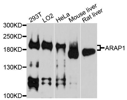 Western blot - ARAP1 Polyclonal Antibody (144-10466)