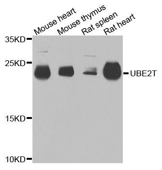 Western blot - UBE2T Polyclonal Antibody (144-06853)