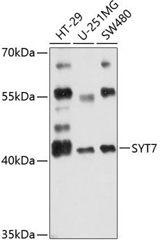 Western blot