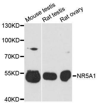 Western blot - NR5A1 antibody (144-01657)