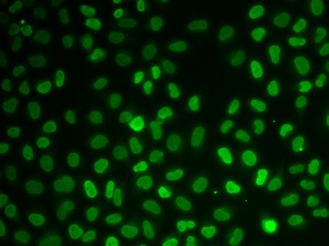 Immunofluorescence - Nono antibody (144-05282)