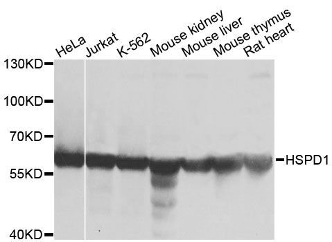 Western blot - HSPD1 Polyclonal Antibody (144-00969)