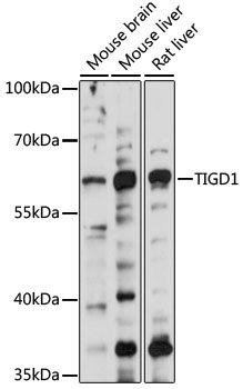 Western blot