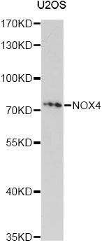 Western blot - NOX4 Polyclonal Antibody (144-011274)