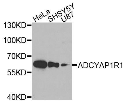 Western blot - ADCYAP1R1 antibody (144-03120)