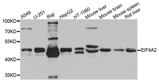 Western blot - EIF4A2 Polyclonal Antibody (144-03849)